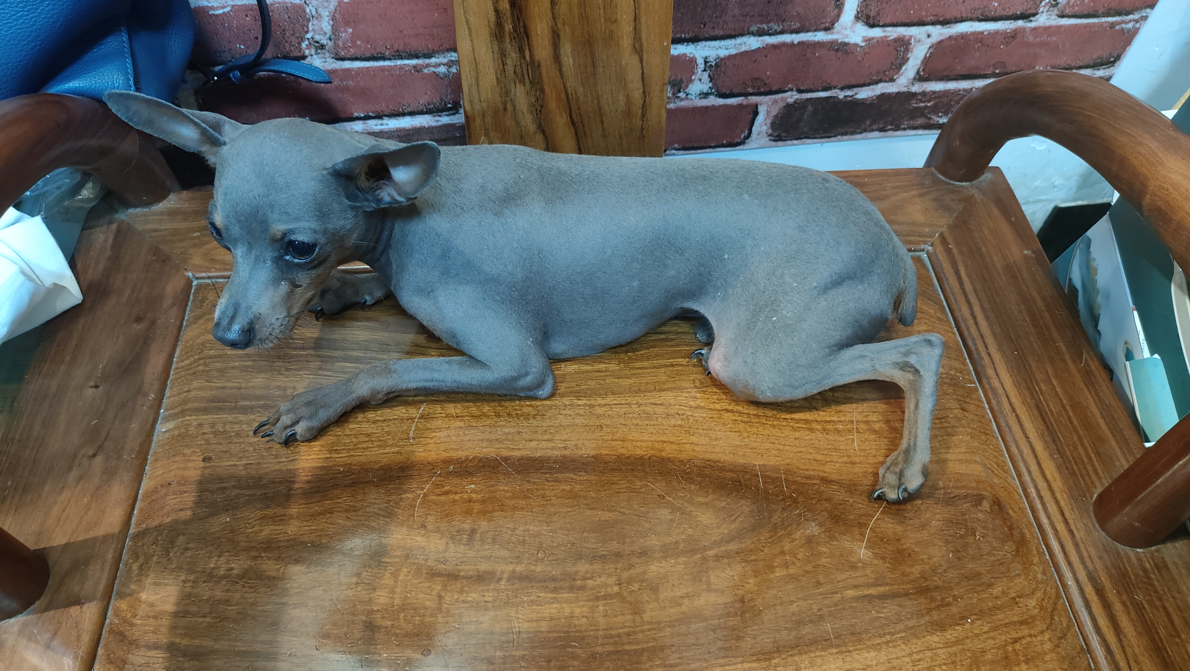 纯种小鹿犬蓝鹿，好品相公狗，品相好，小体型